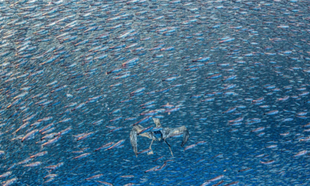 Best Environmental Photography of 2026